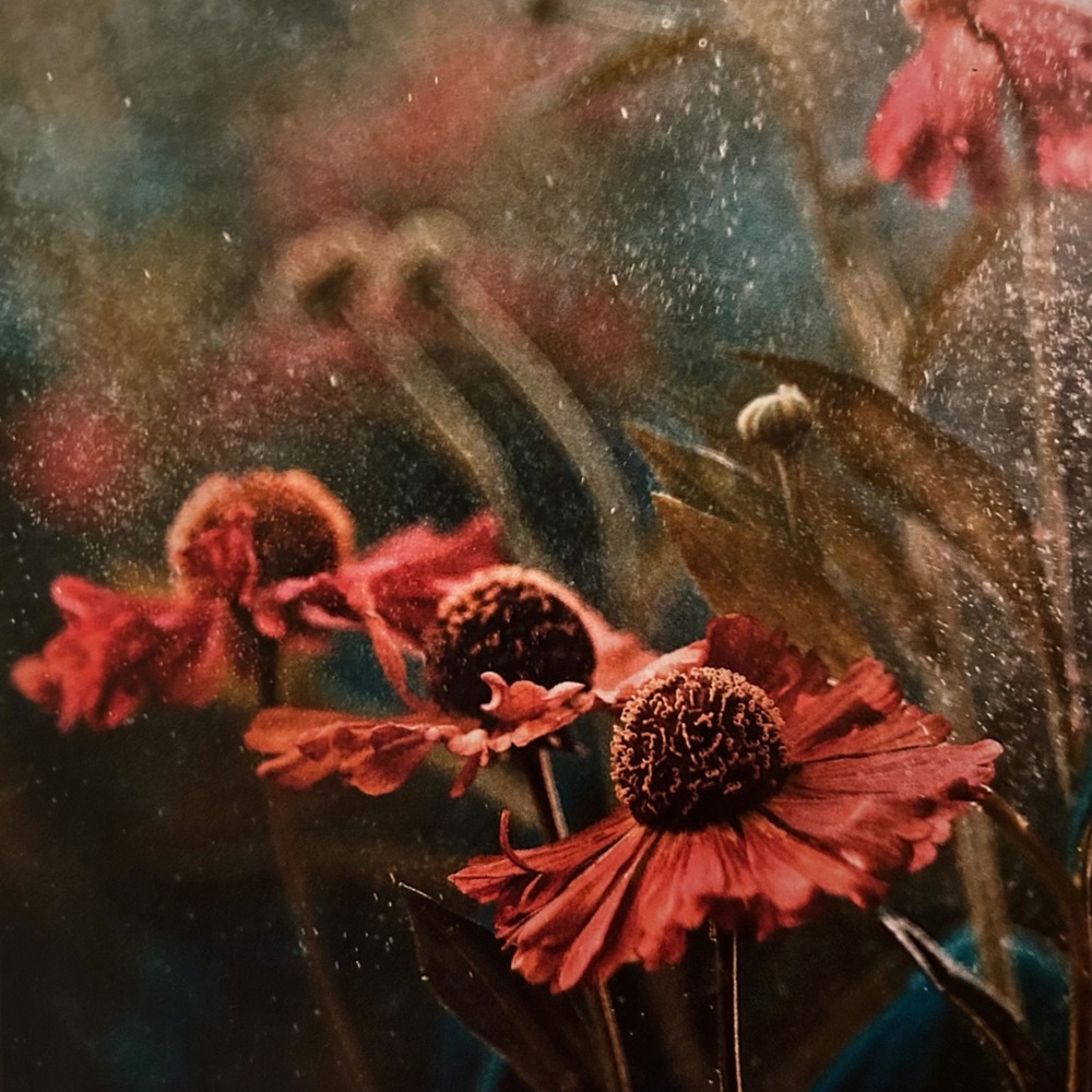 RED - Picture 4 of 8